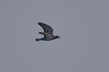 Rock Pigeon isolated on sky