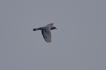 Rock Pigeon isolated on sky