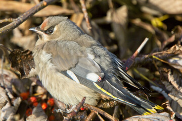 Bohemian Waxwing (Bombycilla garrulus) 1st winter, Yell, Shetland, Scotland, UK.