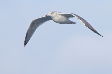 Fototapeta na wymiar Herring Gull (Larus argentatus) subadult (3rd winter), in flight, Bressay, Shetland, Scotland, UK.