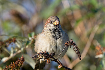 House Sparrow (Passer domesticus) young male, Cornwall, England, UK.