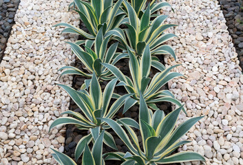 Green agave plants design on the ground for decoration in the garden with black and white stones and pebbles for backgrounds.
