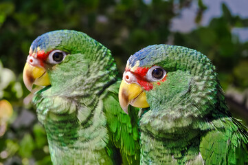 White-fronted Amazon (Amazona albifrons)