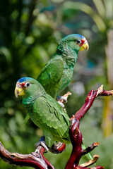 White-fronted Amazon (Amazona albifrons)