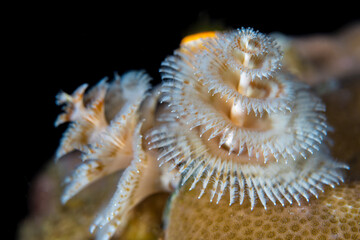 Close up detail of soft coral polyps