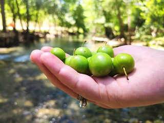green plums in my hand by the water in the forest