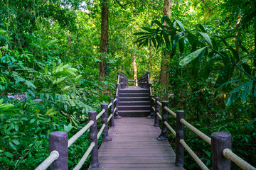 Walk pathway in tropical rain forest waterfall park