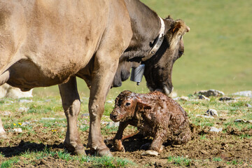 Fototapeta premium El nacimiento de un ternero