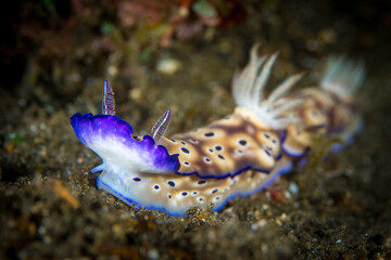 Leopard Chromodoris Nudibranch Sea Slug (
Goniobranchus leopardu )