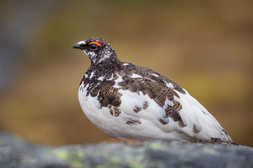 Rock ptarmigan from arctic Norway