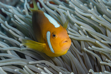 Bonnet clownfish swimming in front of anemone in Papua New Guinea coral reef (Amphiprion...