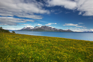 Summer fjord shores in arctic Norway