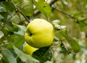 An Apple growing on a branch