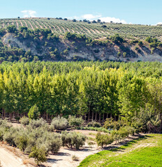 Fototapeta na wymiar Landscape of olive trees in Granada