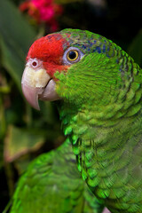 Red-crowned Amazon (Amazona viridigenalis)