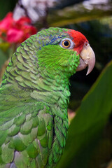 Red-crowned Amazon (Amazona viridigenalis)