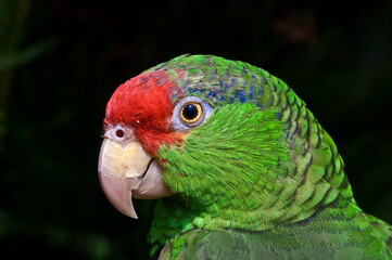 Red-crowned Amazon (Amazona viridigenalis)