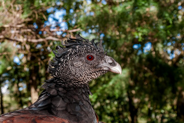 Female Great Curassow (Crax rubra) in tropical forest, Nicaragua