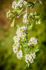 Flores Mediterráneas en primavera