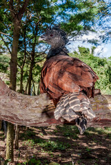 Female Great Curassow (Crax rubra) in tropical forest, Nicaragua