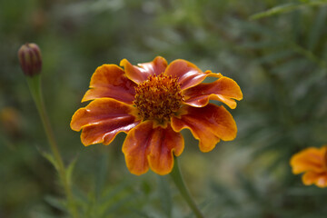 Red marigold flowers in fall seasonal.