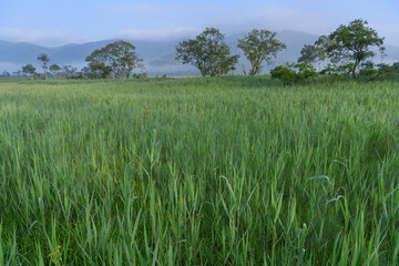 尾瀬ヶ原の夏の朝