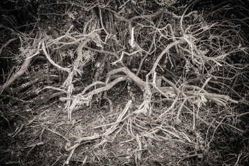 Arbustos mediterráneos