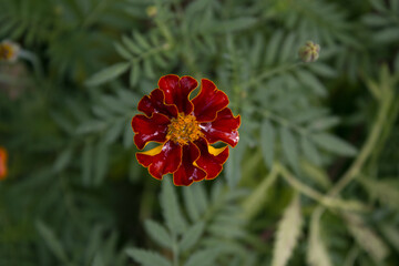 Red marigold flowers in fall seasonal.