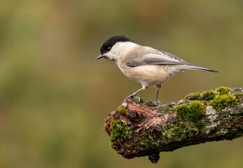 Small Willow Tit in autumn forest