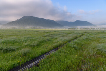 尾瀬ヶ原の夏の朝　