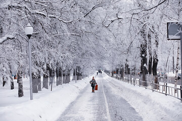 Winter forest landscape. Tall trees under snow cover. January frosty day in the park.