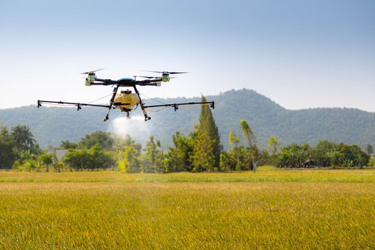 Modern smart farm with drone. Agriculture drone fly to sprayed fertilizer on the rice fields.