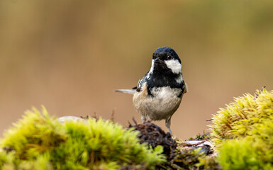 Coal Tit perching on mossy branch