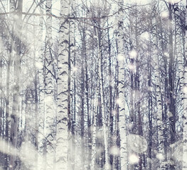 Winter forest landscape. Tall trees under snow cover. January frosty day in the park.