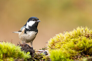Coal Tit perching on mossy branch