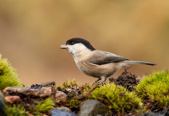 Small Willow Tit in autumn forest