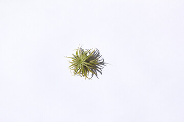 top view Tillandsia isolated white background.