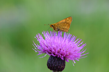 ノアザミとセセリチョウ