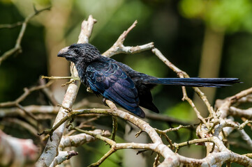 Groove-billed Ani (Crotophaga sulcirostris) in tropical forest of Papaturro River area, Nicaragua