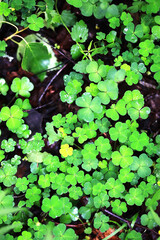 Background from plant clover four leaf. Irish traditional symbol. St.Patrick 's Day.