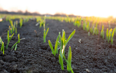 A tuft of sprouted wheat grain, or barley with drops of morning dew and morning sunlight.