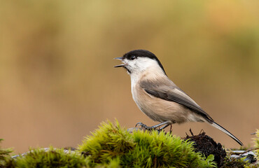 Small Willow Tit in autumn forest