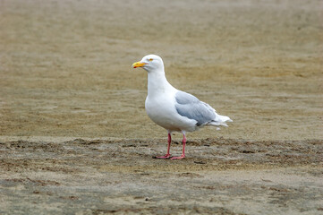 Glaucous Gull (Larus hyperboreus) in Barents Sea coastal area, Russia