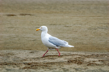 Glaucous Gull (Larus hyperboreus) in Barents Sea coastal area, Russia