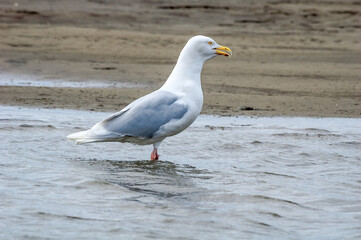 Glaucous Gull (Larus hyperboreus) in Barents Sea coastal area, Russia