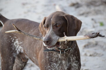 Dog playing with a stick on the beach
