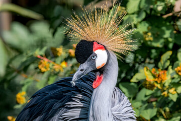 Fototapeta premium Grey Crowned Crane (Balearica regulorum) in park