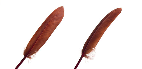 dark red feather isolated white background