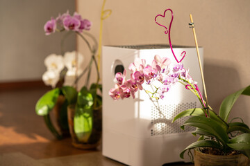 Air humidifier near the orchid flowers at home. Ultrasonic technology, comfortable living conditions, moisture increase in the apartment.