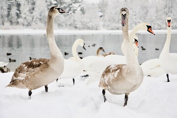 Pack Leader. Geese near winter lake.